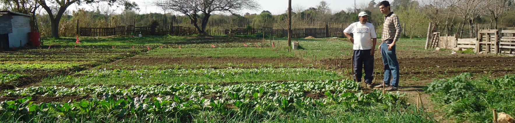 Huertas comunitarias en Rosario